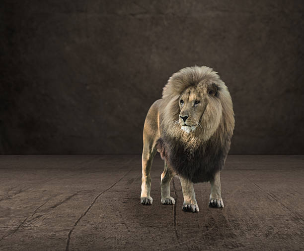 istock Portrait Of Lion 178455641