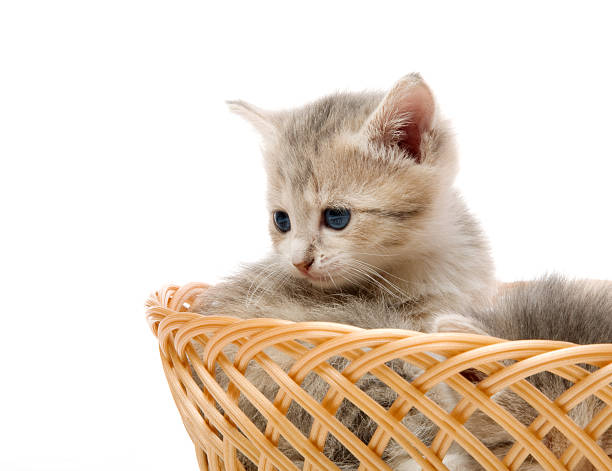 istock small cute kitten sitting in a basket, close-up 178455770