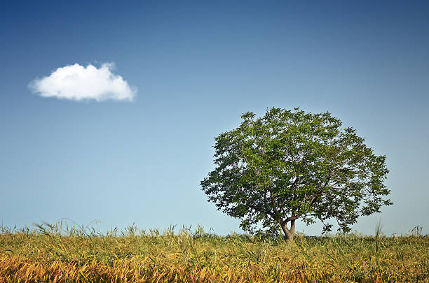 пейзаж дерево - landscape tree field solitude стоковые фото и изображения