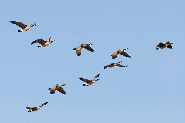 istock Flock of Geese 178455940