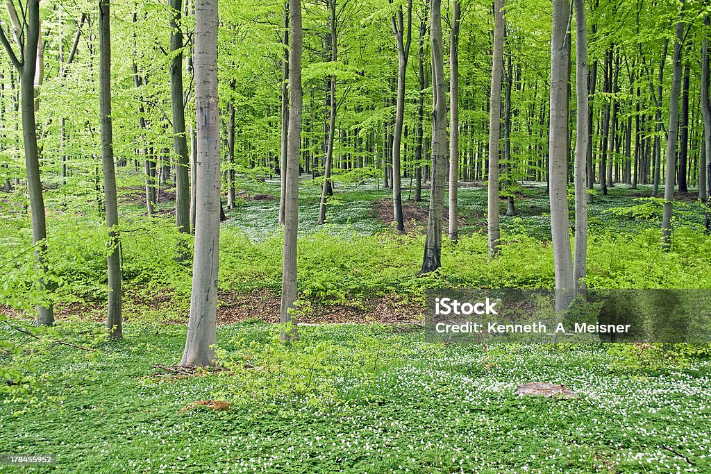 Bosque de la primavera bosque verde - Foto de stock de Aire libre libre de derechos