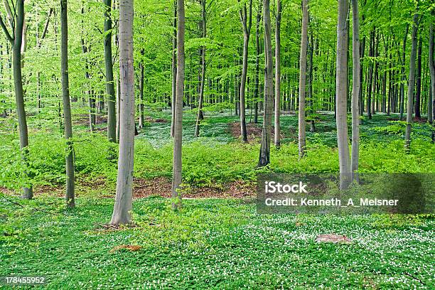Bosque De La Primavera Bosque Verde Foto de stock y más banco de imágenes de Aire libre - Aire libre, Anémona - Familia del Ranúnculo, Bosque