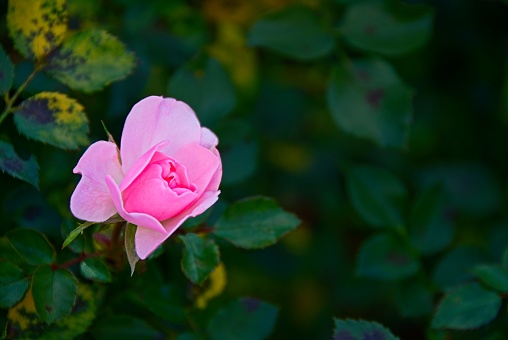 Pink Rose on a Green Background