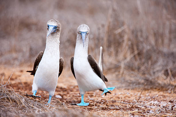 Blue footed booby mating dance stock photo