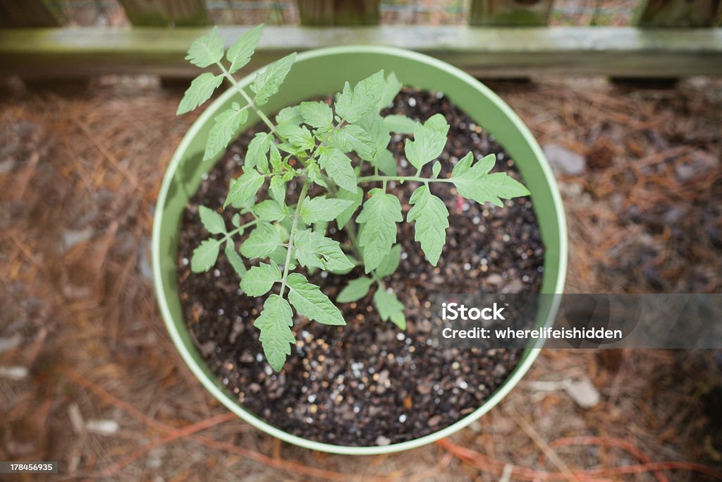 In vaso Pianta di pomodoro inizia a crescere - Foto stock royalty-free di Agricoltura