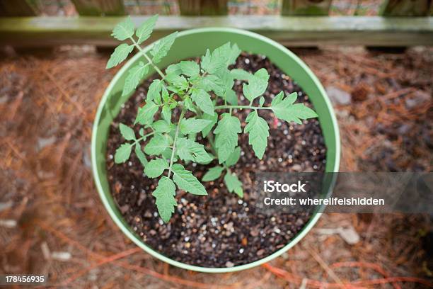 In Vaso Pianta Di Pomodoro Inizia A Crescere - Fotografie stock e altre immagini di Agricoltura - Agricoltura, Ambientazione esterna, Composizione orizzontale