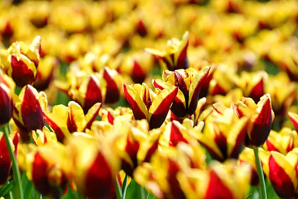 field of plenty beautiful red-yellow tulips variety Andre Citroen  in sunlight (shallow focus)