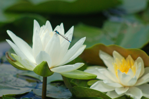 A blue damsel fly perches on the edge of a water lily in a pond.