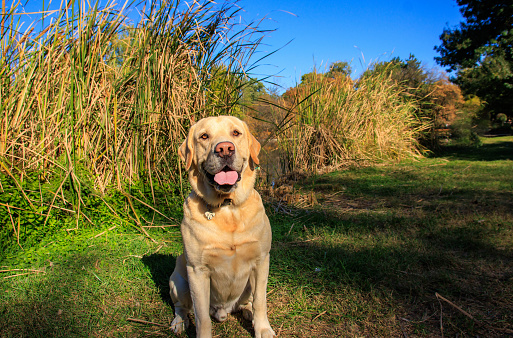 The Labrador Retriever, or simply Labrador, is a British breed of retriever gun dog. It was developed in the United Kingdom from fishing dogs imported from the colony of Newfoundland, and was named after the Labrador region of that colony.