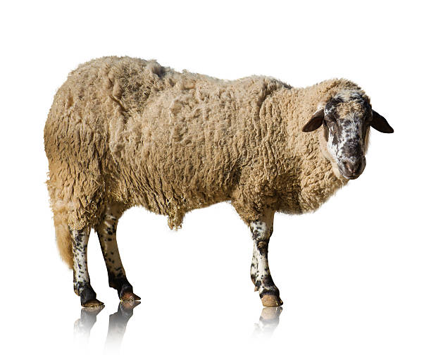 istock Portrait Of Goat 178458261