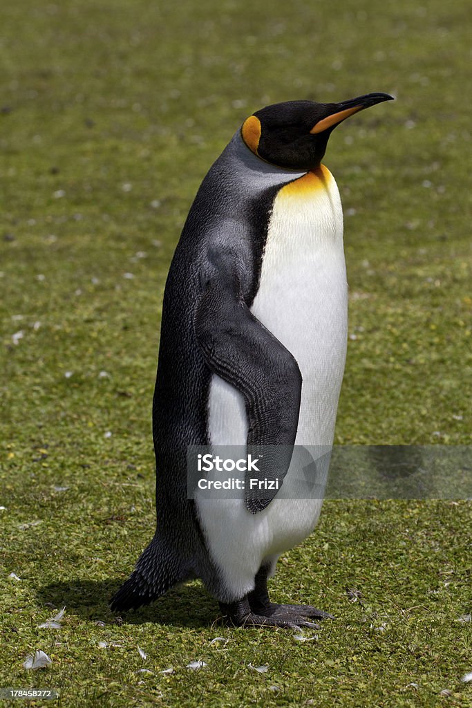 Pingüino cara blanca, las Islas Malvinas - Foto de stock de A ver pájaros libre de derechos