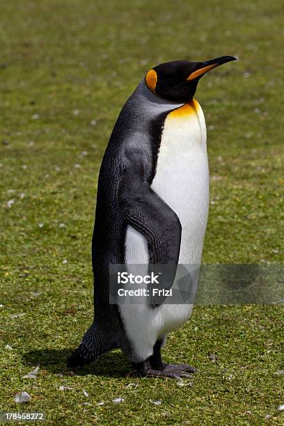 Pingüino Cara Blanca Las Islas Malvinas Foto de stock y más banco de imágenes de A ver pájaros - A ver pájaros, Adulto, Aire libre