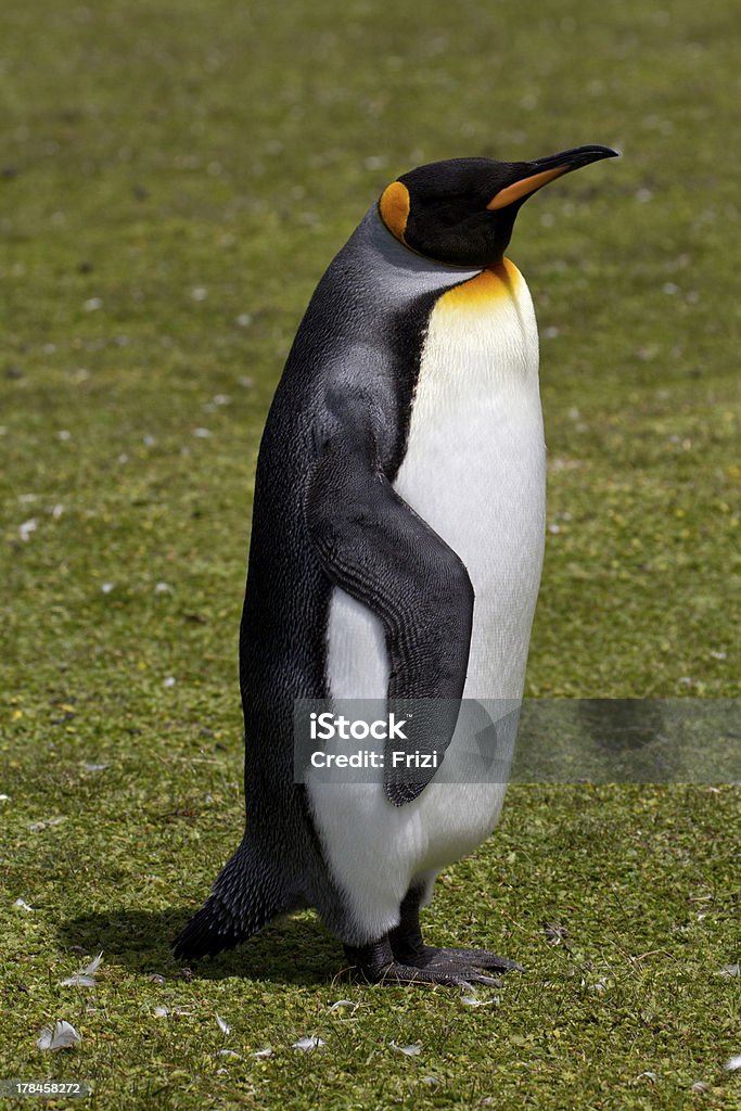 Manchot royal, Îles Falkland - Photo de Adulte libre de droits