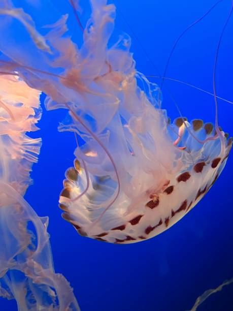 istock Chrysaora Colorata, Purple-Striped Jelly 1784583727