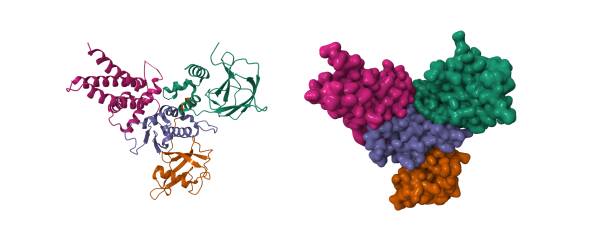 struktura supresora nowotworu choroby von hippla-lindaua (vhl, zielony)-czynnik wydłużania transkrypcji b (elob, brązowy, niebieski)-cullin 2 (cul2, fioletowy) - czynnik zdjęcia i obrazy z banku zdjęć