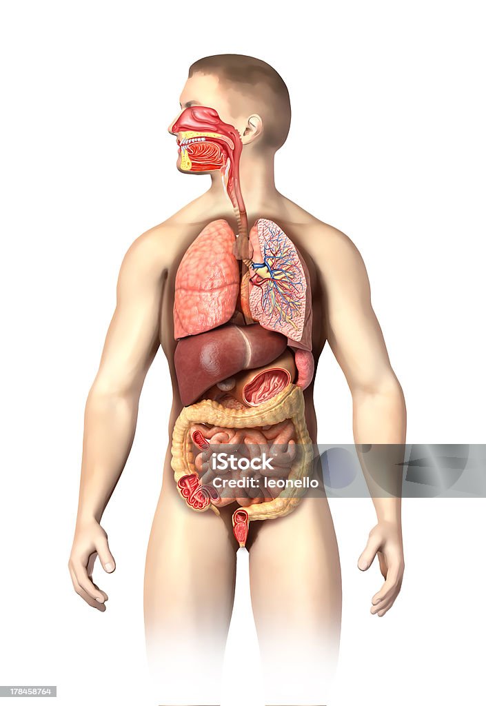 Man anatomy full respiratory and digestive systems cutaway. "Man anatomy full Respiratory and digestive systems cutaway. Further details cutaways are made on different organs,including mouth. On white background with clipping path." Diaphragm - Body Part Stock Photo