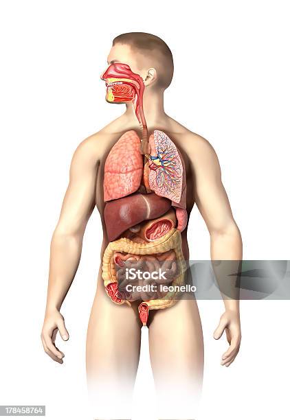 Man Anatomy Full Respiratory And Digestive Systems Cutaway Stock Photo - Download Image Now