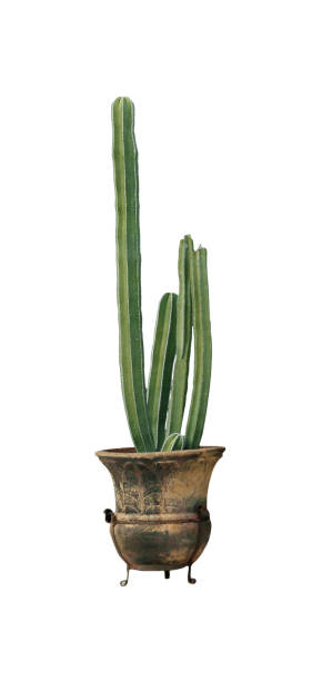 istock Beautiful green cactus in pot on white background 1784588716