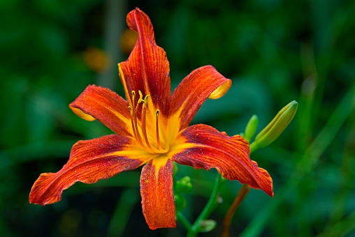 summer day in an ornamental garden; single  blooming day lily flower head with visible stamen.