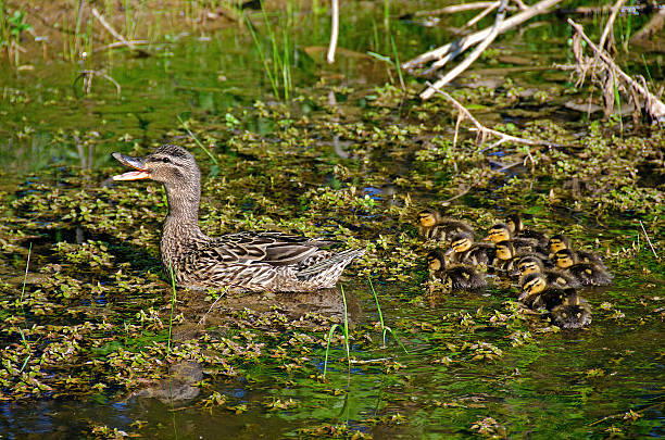 istock Mallard mother with ducklings 178459041