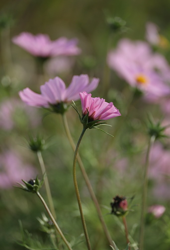 Asteraceae family.

Selective focus on a pink cosmos growing on a green belt in Metro Vancouver.