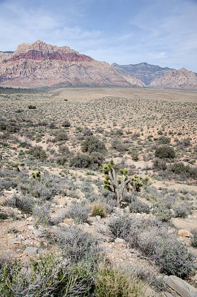 Parque Nacional del Cañón Red Rock Canyon, cerca de Las Vegas - foto de stock
