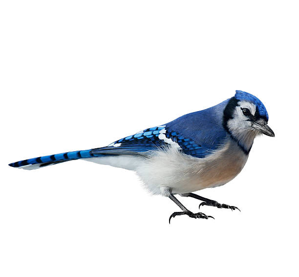 Isolated close-up photo of a blue jay Cyanocitta cristata stock photo