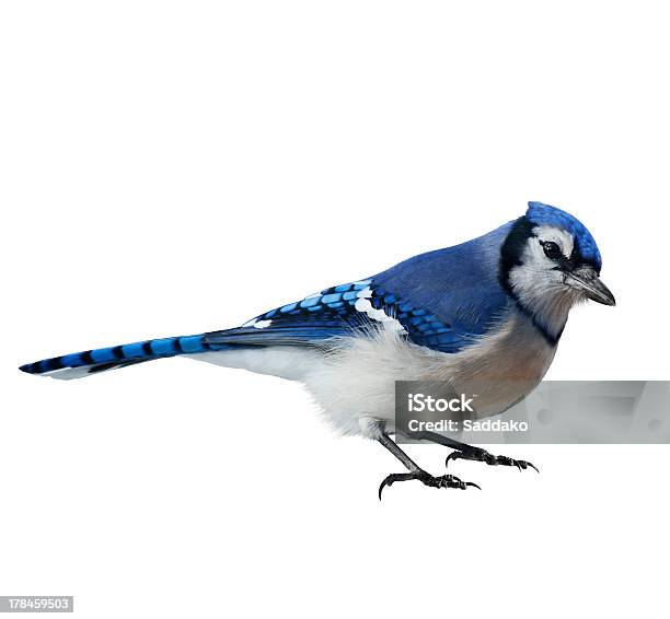 Isolated Closeup Photo Of A Blue Jay Cyanocitta Cristata Stock Photo - Download Image Now