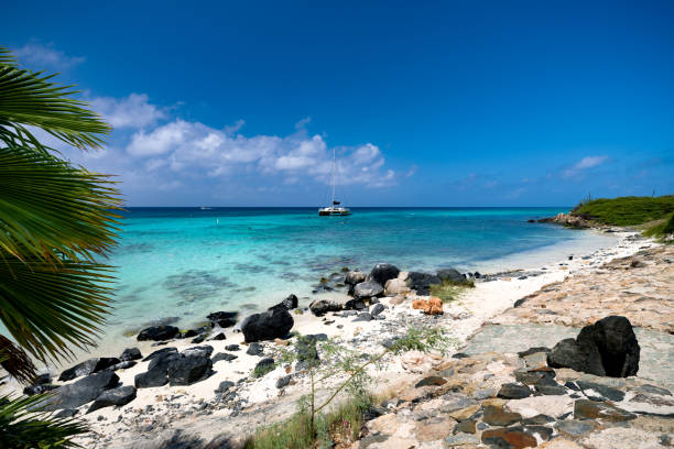 istock Palm trees on Boca Catalina Beach, Aruba 1784595567