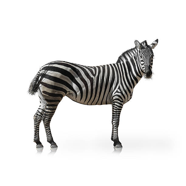 istock Portrait Of A Zebra 178459735