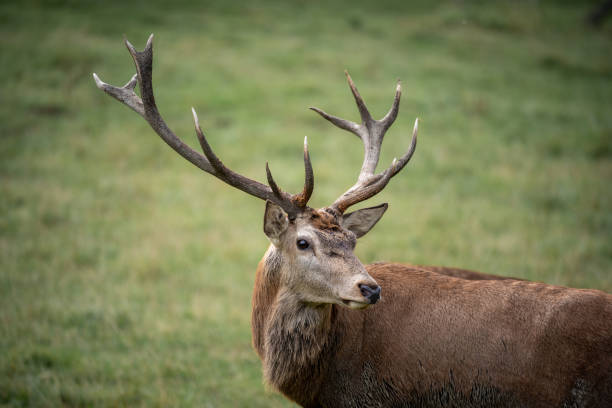 istock Deer with large antlers standing in field 1784597752