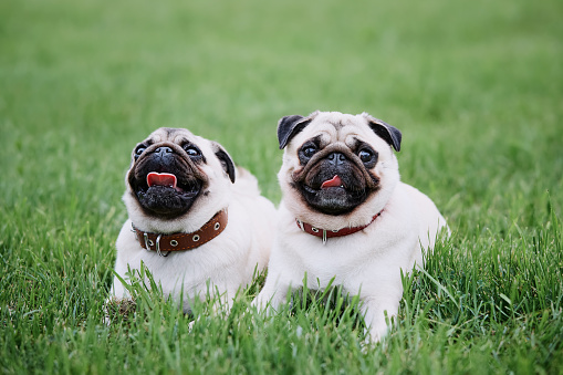 Two pug dogs lying on green grass background. Copy space