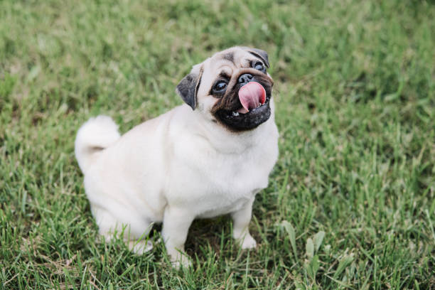 Cute pug dog sitting on green grass background.