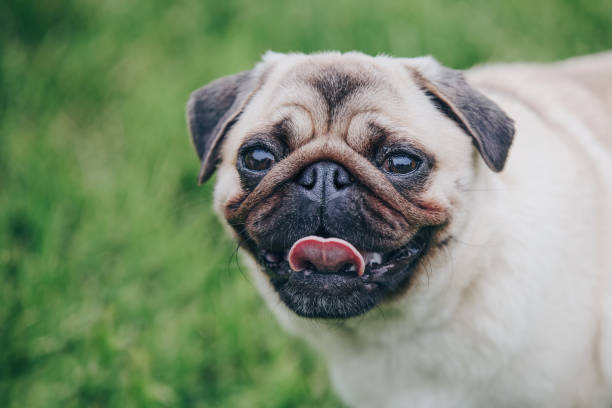 istock Cute pug dog portrait on green grass background 1784599908