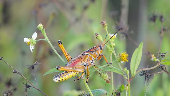 close up of an eastern lubber grasshopper on a bush at the everglades national park in florida, usa