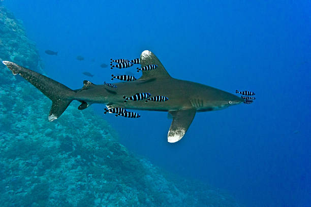 White Tip shark stock photo