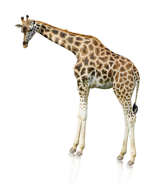 istock Potrait Of A Giraffe 178460715