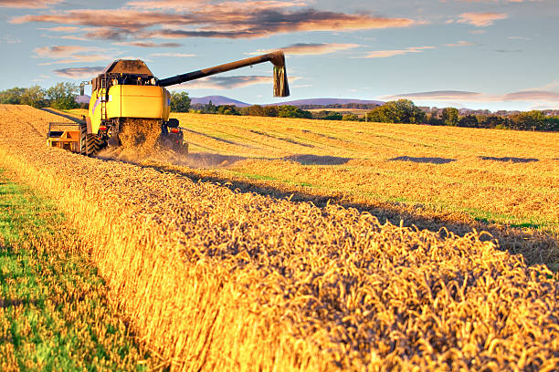 istock Harvesting combine in the wheat field 178460971