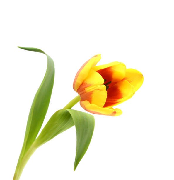 istock Yellow tulip flowers on white backround 1784610695
