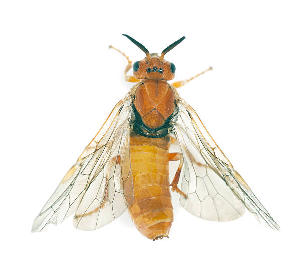 istock Neodiprion sertifer, european pine sawfly isolated 178461167