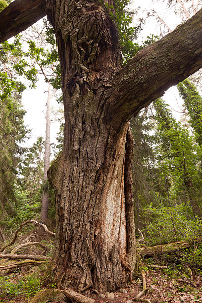 istock Giant old oak in Trollskogen, Nature reserve 178461402