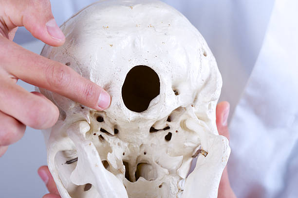 istock showing condyles on the occipital bone 178461602