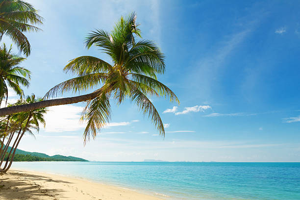 istock Tropical beach with coconut palm trees 178461667