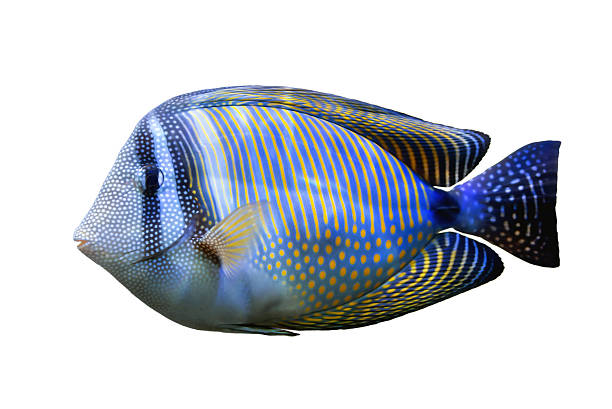 istock Red Sea Sailfin tang 178461888