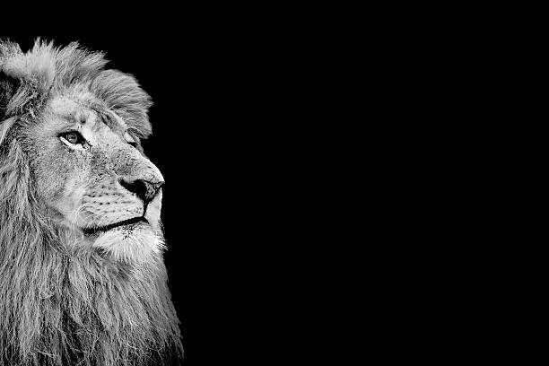 Black and White Isolated Lion Face Card Black and White Isolated Lion Face Card with Copy Space leo photos stock pictures, royalty-free photos & images
