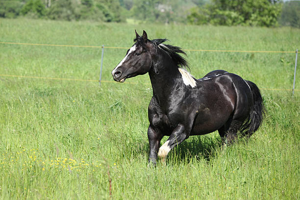 istock Paint horse stallion running on pasturage 178461975