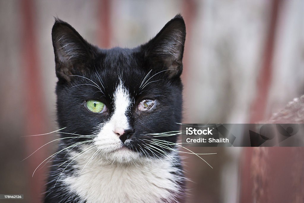 Sick cat with eye disease Sick cat with eye disease. Domestic Cat Stock Photo