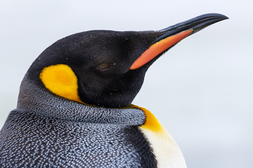 King Penguin on South Georgia in the Antarctic. Wildlife Photography on an expedition to South Georgia and the Falkland Islands.