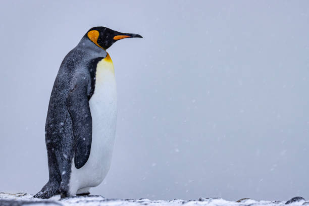 Königspinguin auf Südgeorgien in der Antarktis – Foto