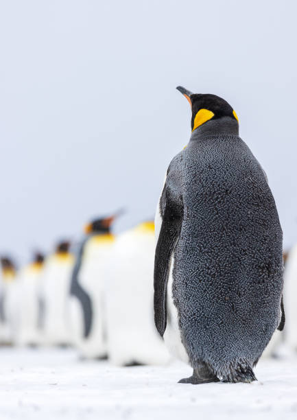 King Penguins on South Georgia in the Antarctic stock photo